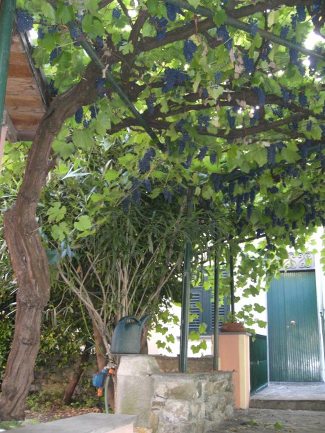 albero-vite.jpg