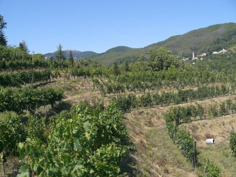 calcinara-vigna3.jpg