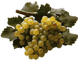 vermentino.jpg